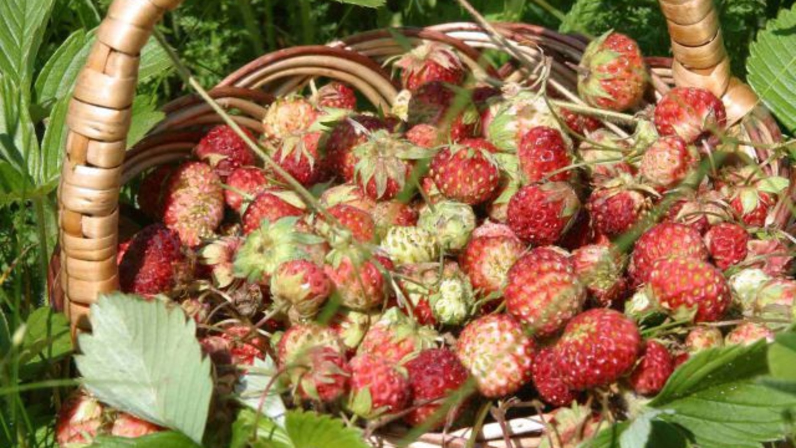 Андрей Старостин