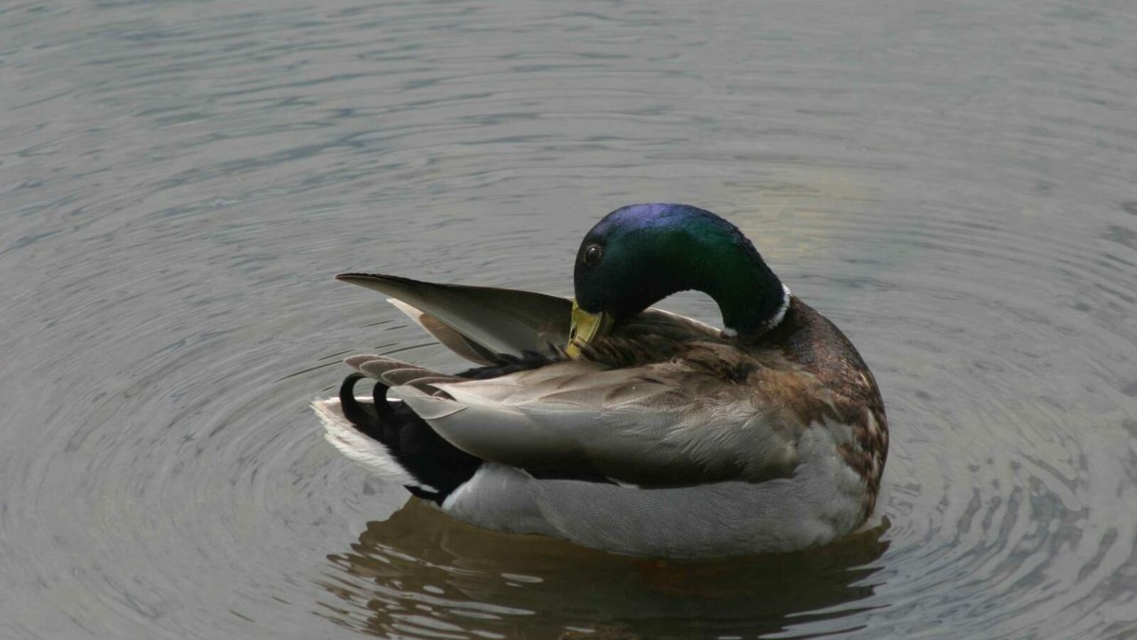 Олег Яровиков