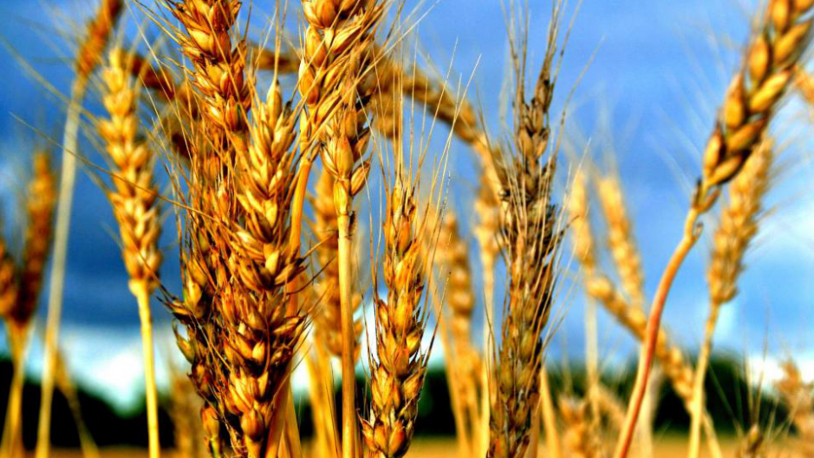 Минсельхоз РБ