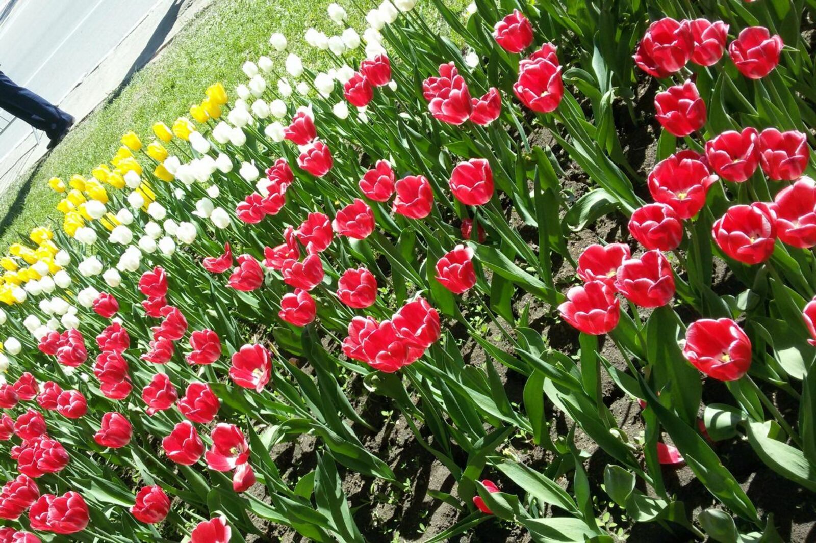 Гульфия Акулова