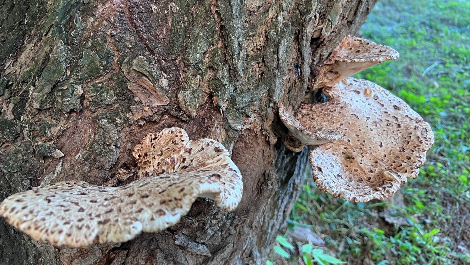 Ксения Калинина