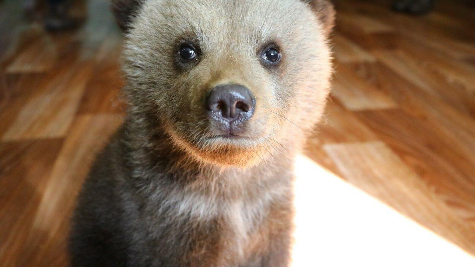 Валерий Шахов