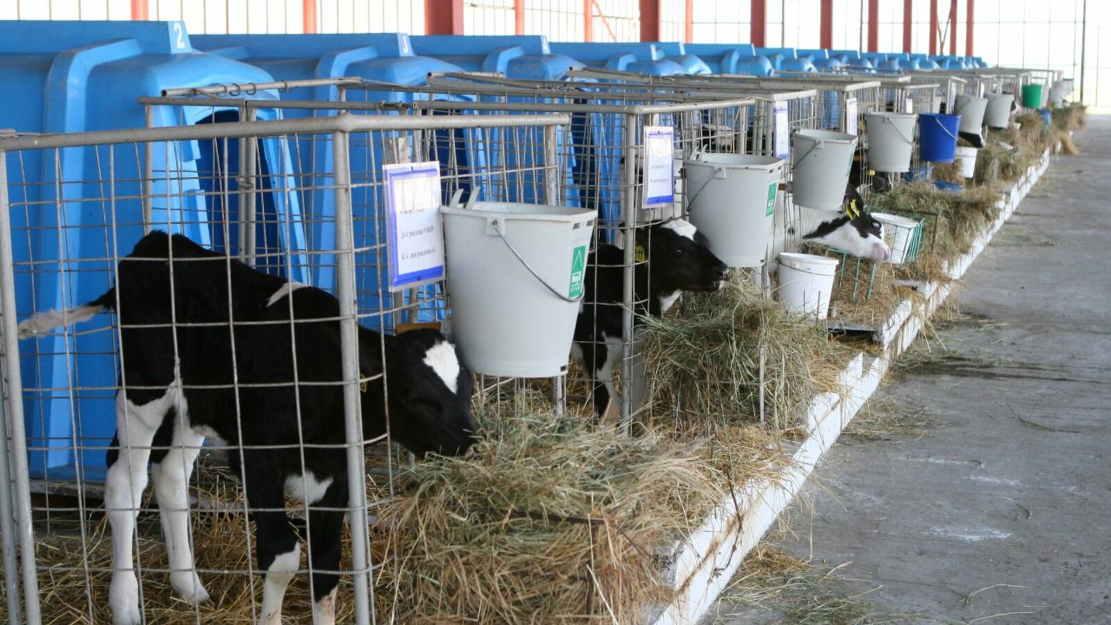 Андрей Старостин