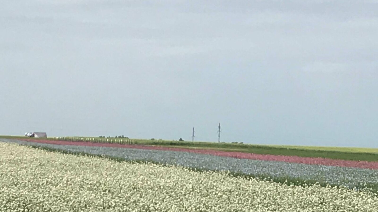 БашНИИ сельского хозяйства