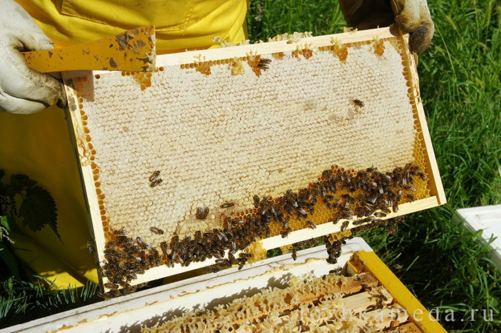 Пчелосемьями купить краснодарский. Улей на пасеке. Пчела на сотах. Пчелы в улье. Рамки с сотами для ульев.
