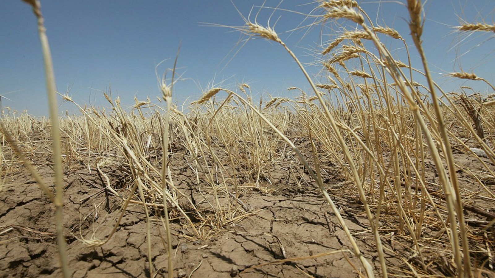 Засуха значение. Засуха. Засуха 2010 года в России. Засуха в Башкирии. Засуха посевов.