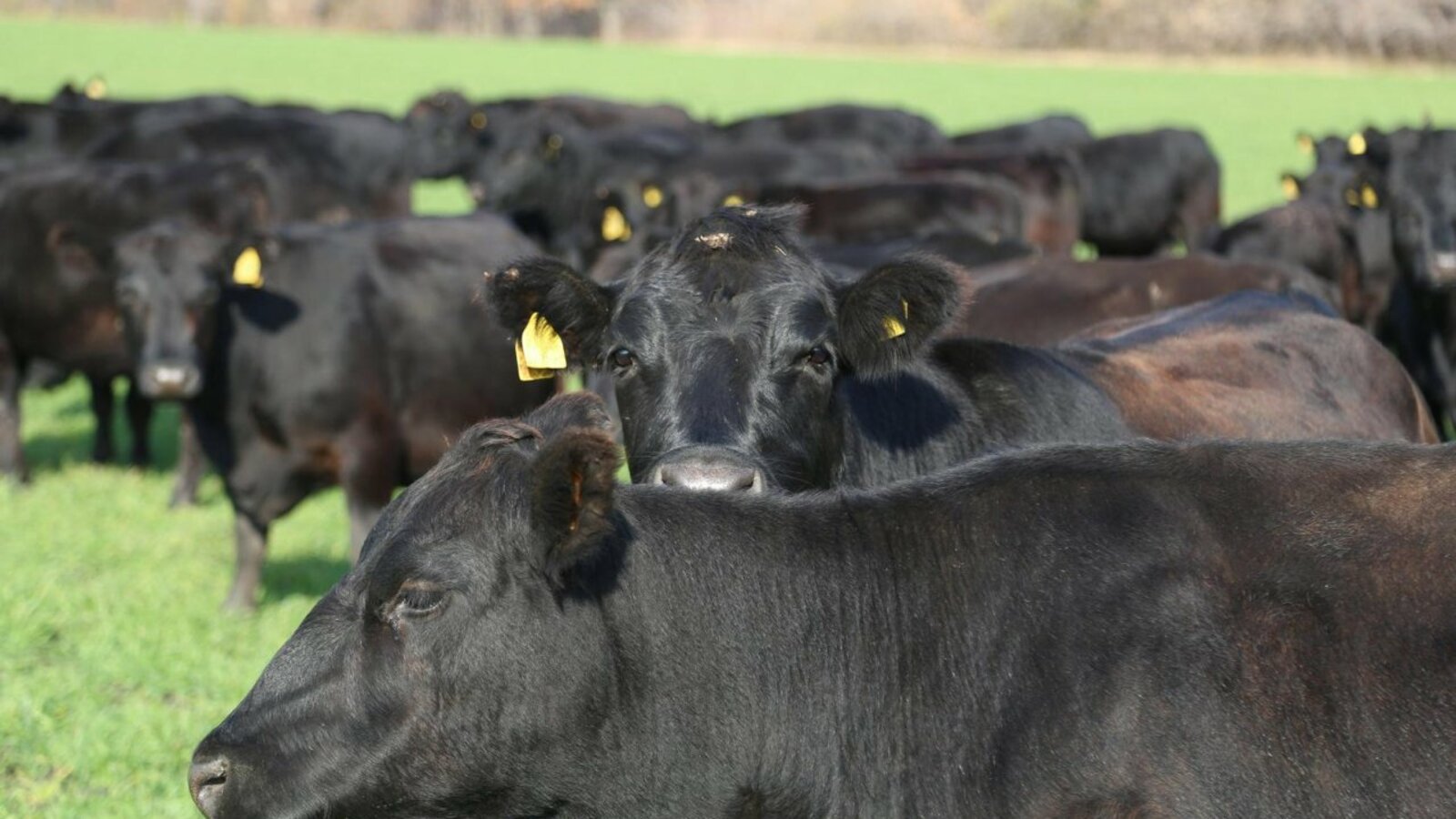 ИА «Башинформ»