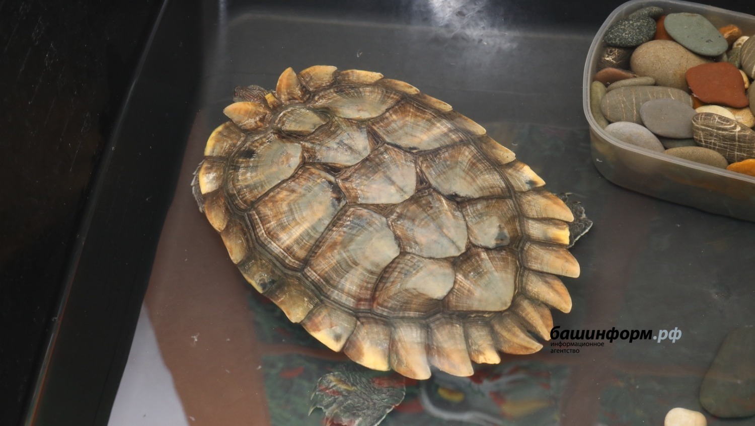 Валерий Шахов ИА Башинформ