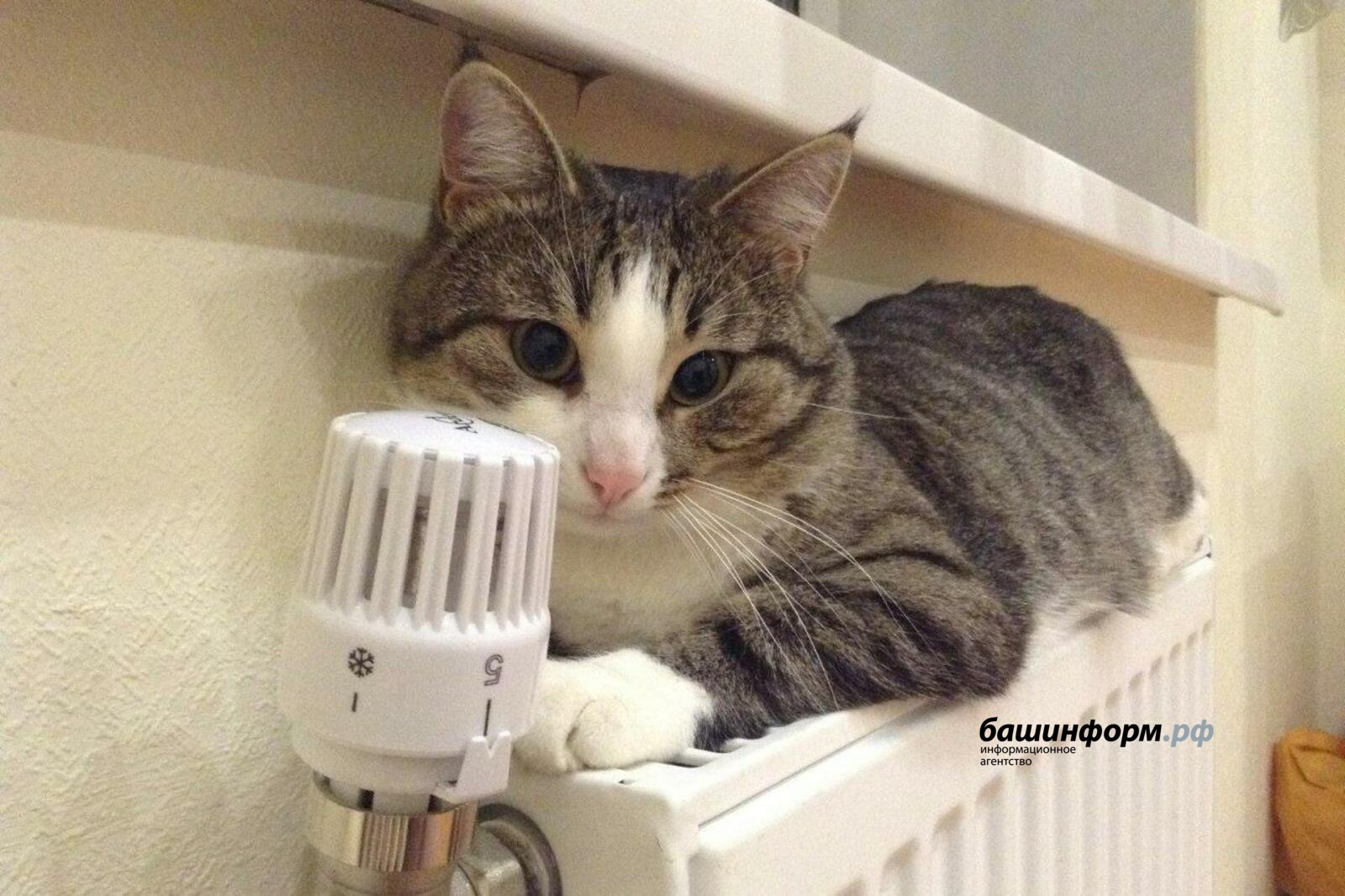 Башинформ архив