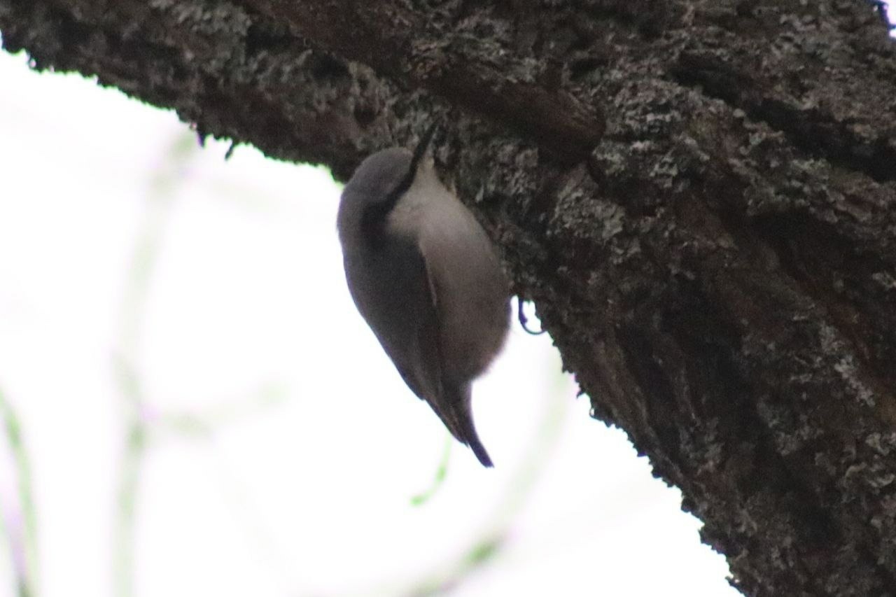 пресс-служба нацпарка «Башкирия»