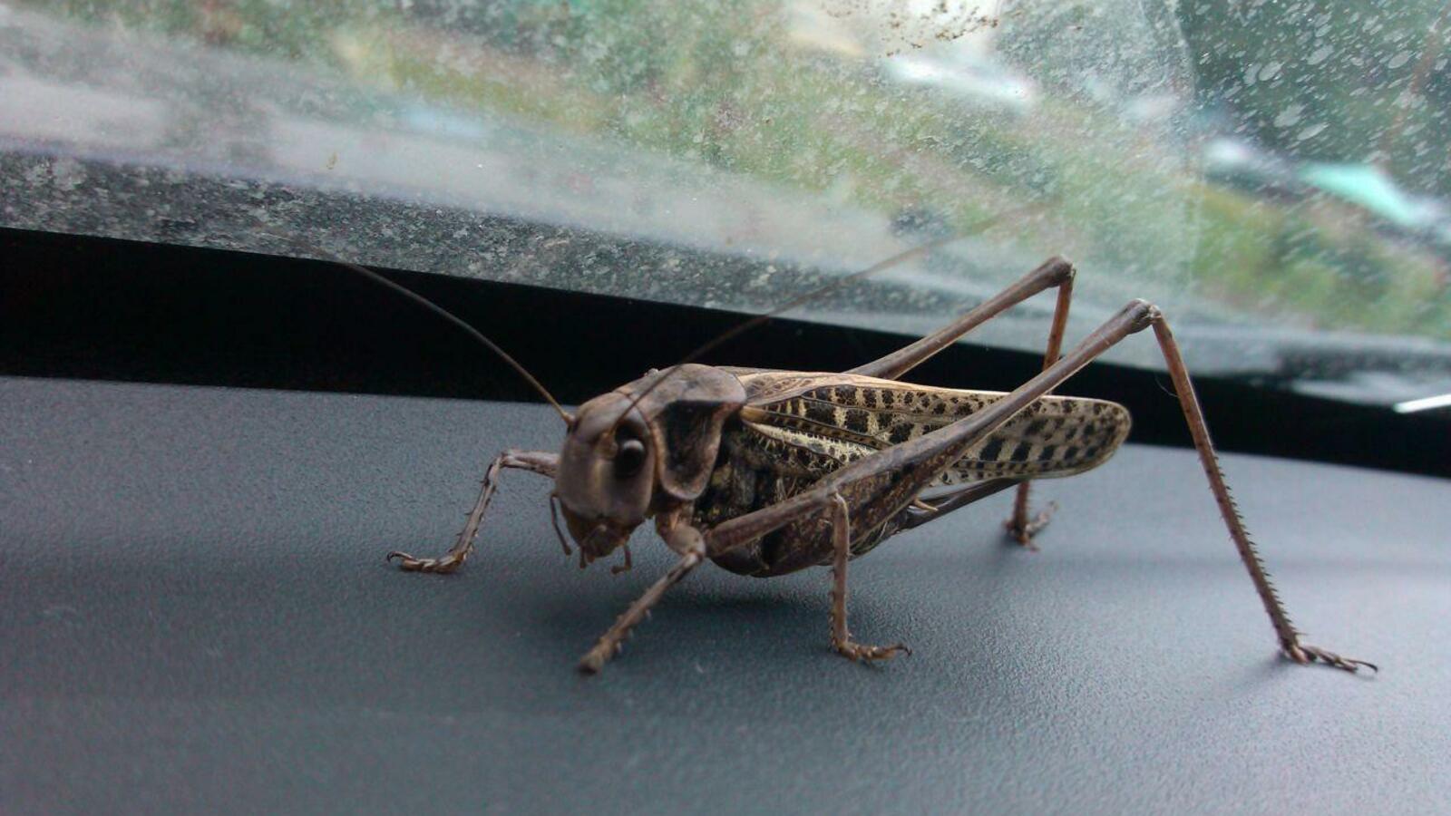 Андрей Старостин