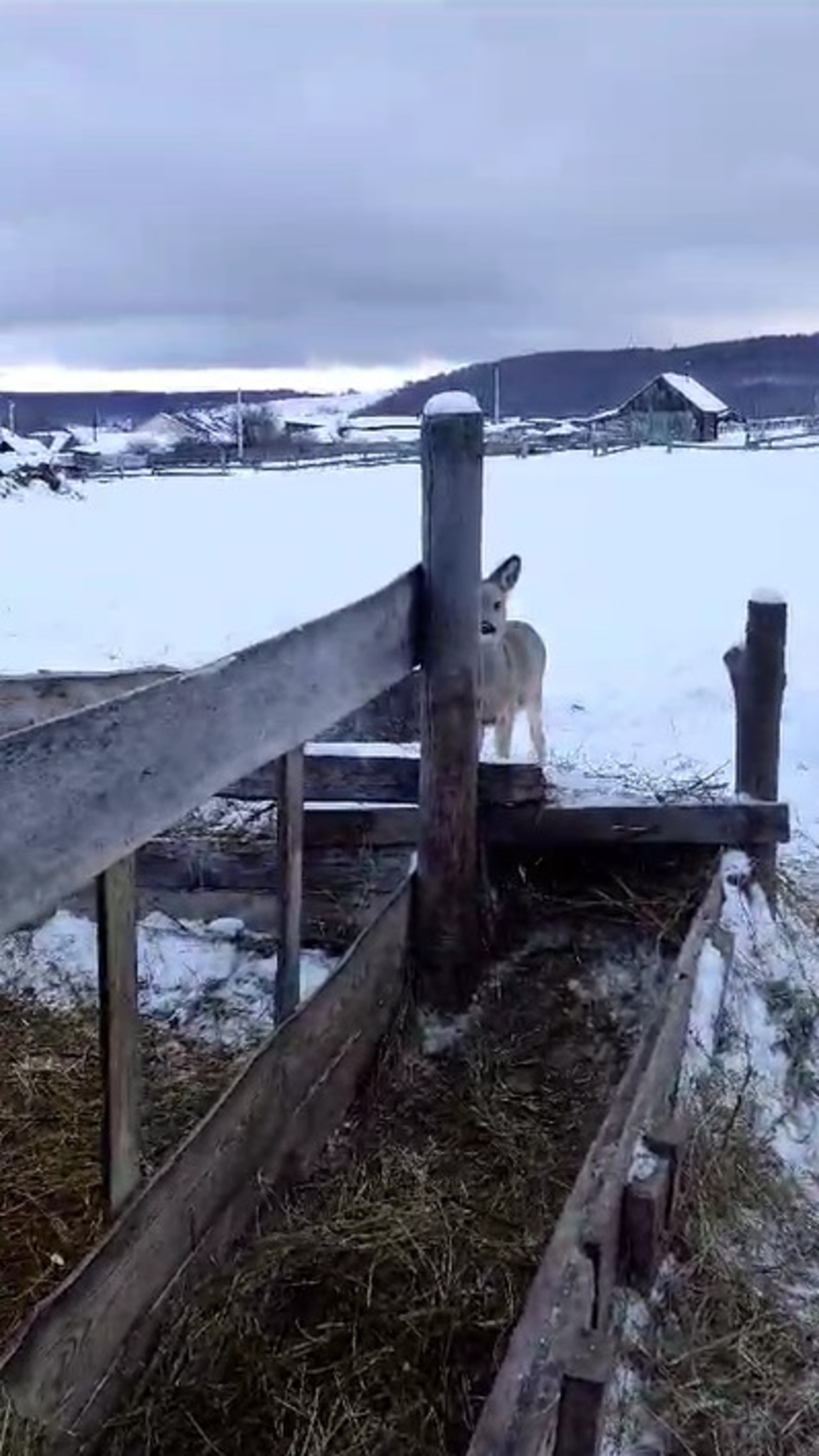 скриншот видео