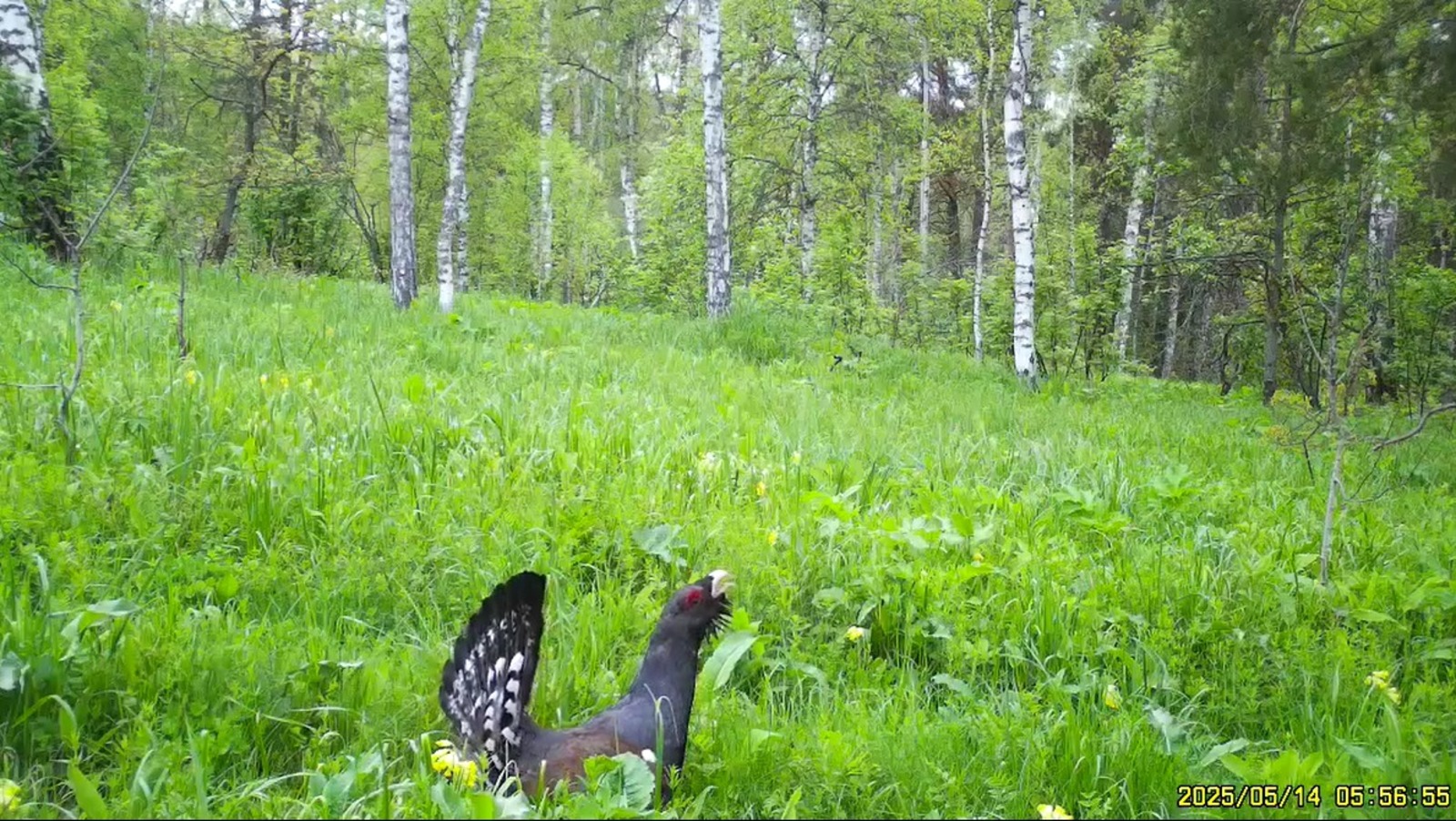 скриншот видео