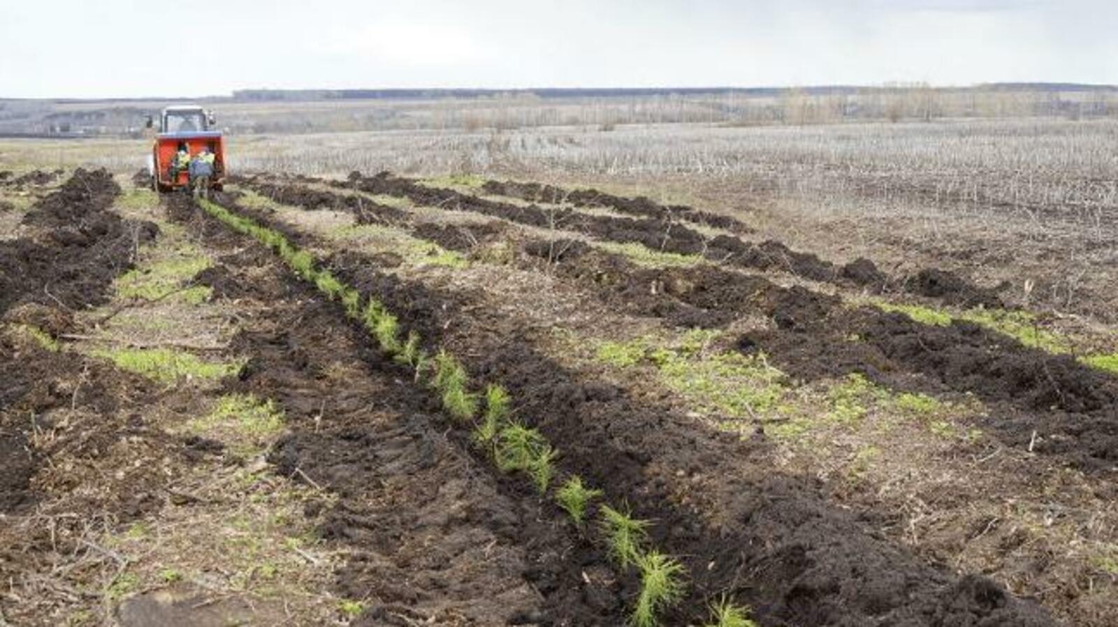 Минлесхоз РБ