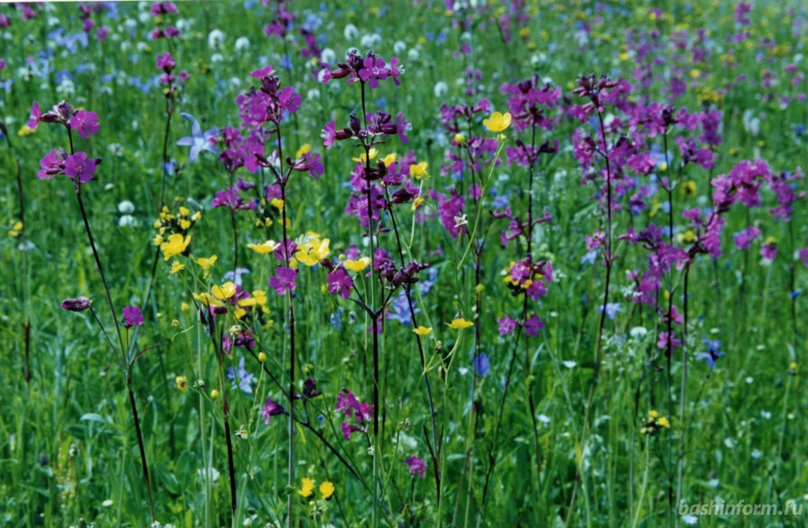 Андрей Старостин
