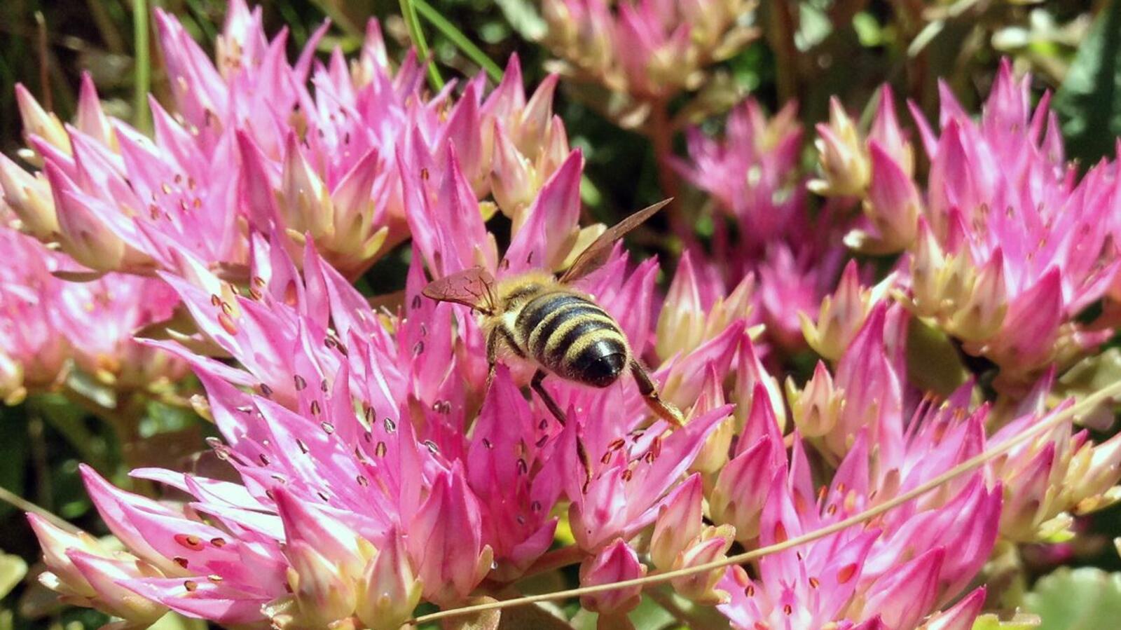 ИА "Башинформ"