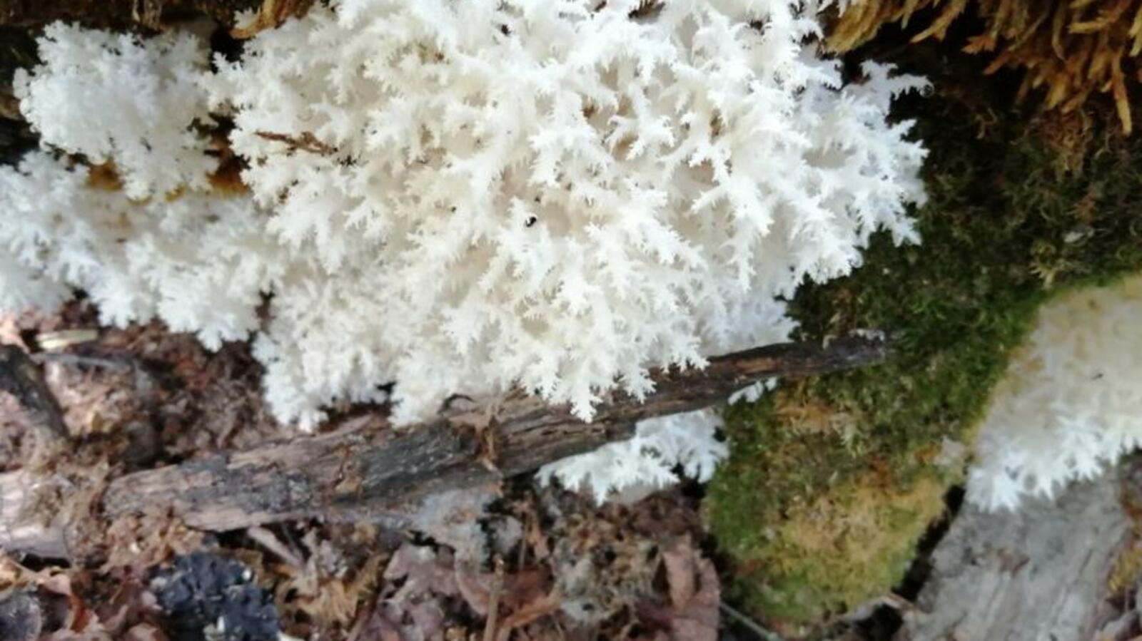 сайт shulgan-tash.ru