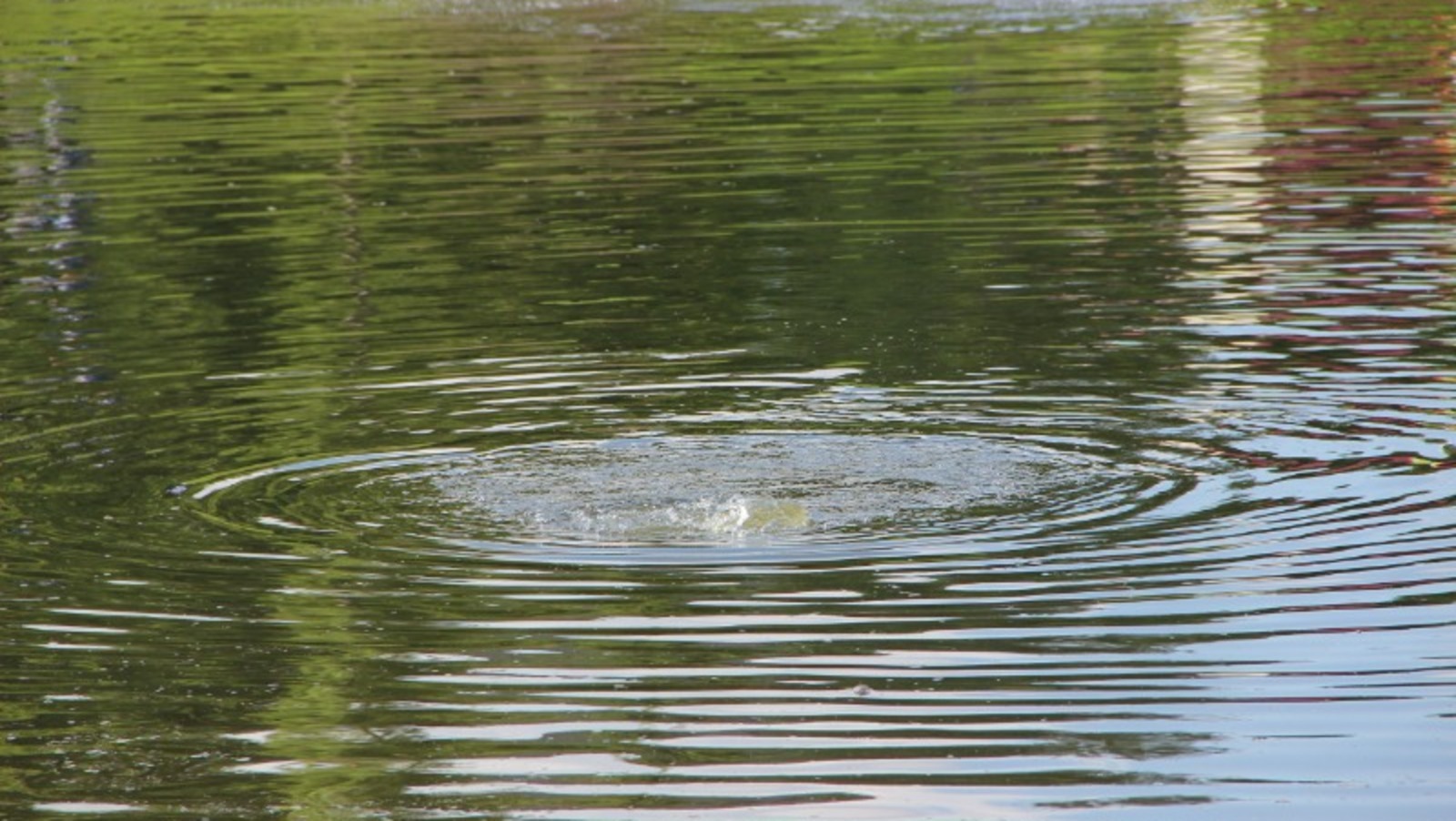 Ксения Калинина