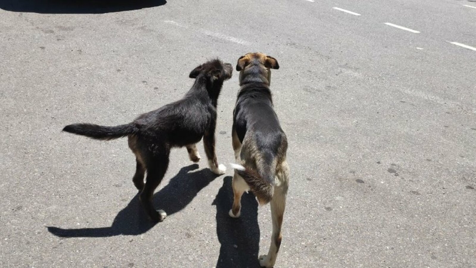 Сразу три законопроекта о собаках направили из Башкирии в Госдуму