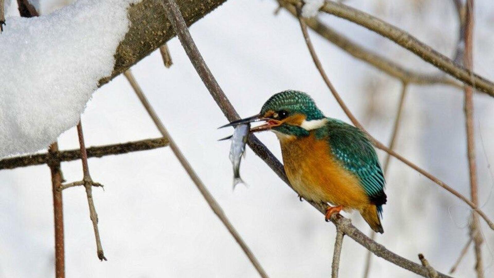Олег Боровой, фото опубликовано в группе «Подслушано Уфа», ВК
