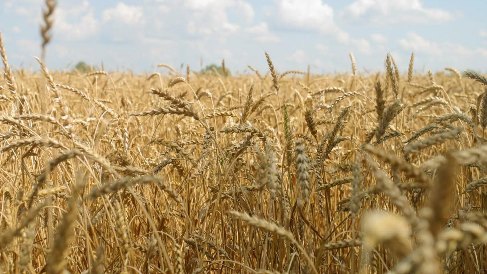 ИА «Башинформ»