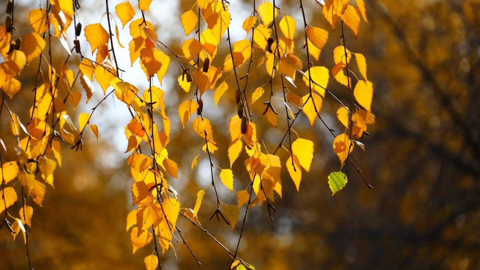 Валерий Шахов