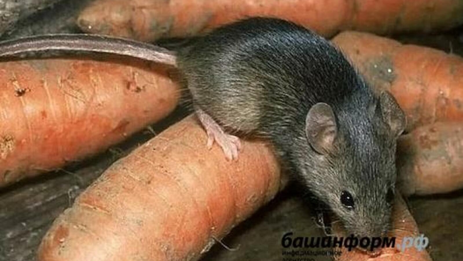В Башкирии заболеваемость мышиной лихорадкой выросла в 8,5 раз