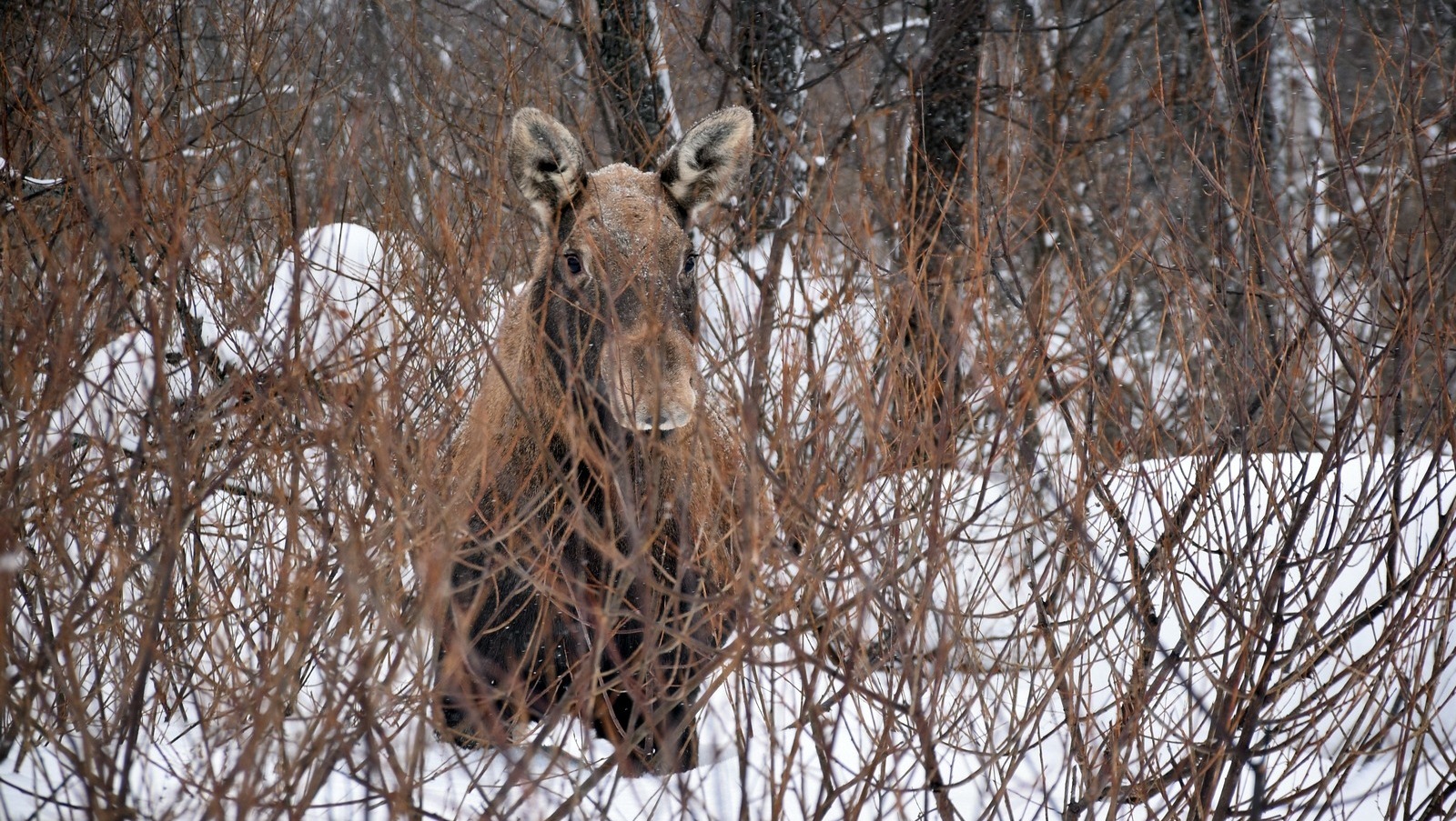 Мирон Доровских ИА «Башинформ»