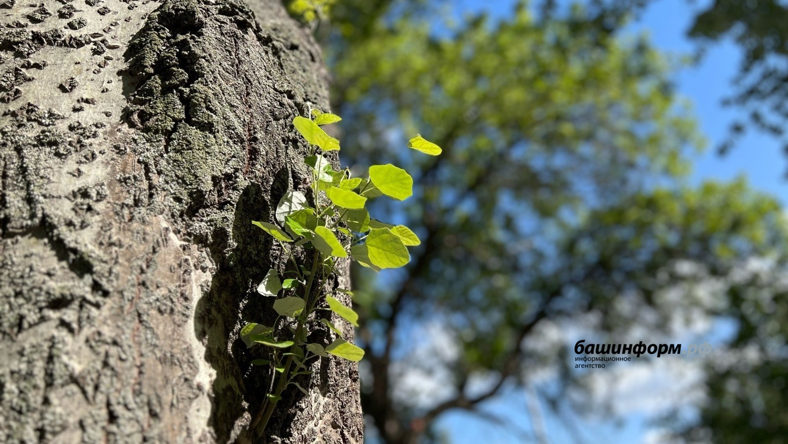 Ксения Калинина