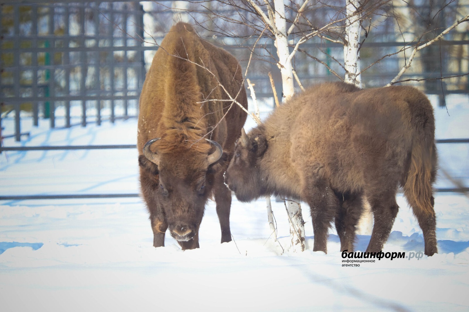 Bison in Bashkortostan have attracted increased tourist interest