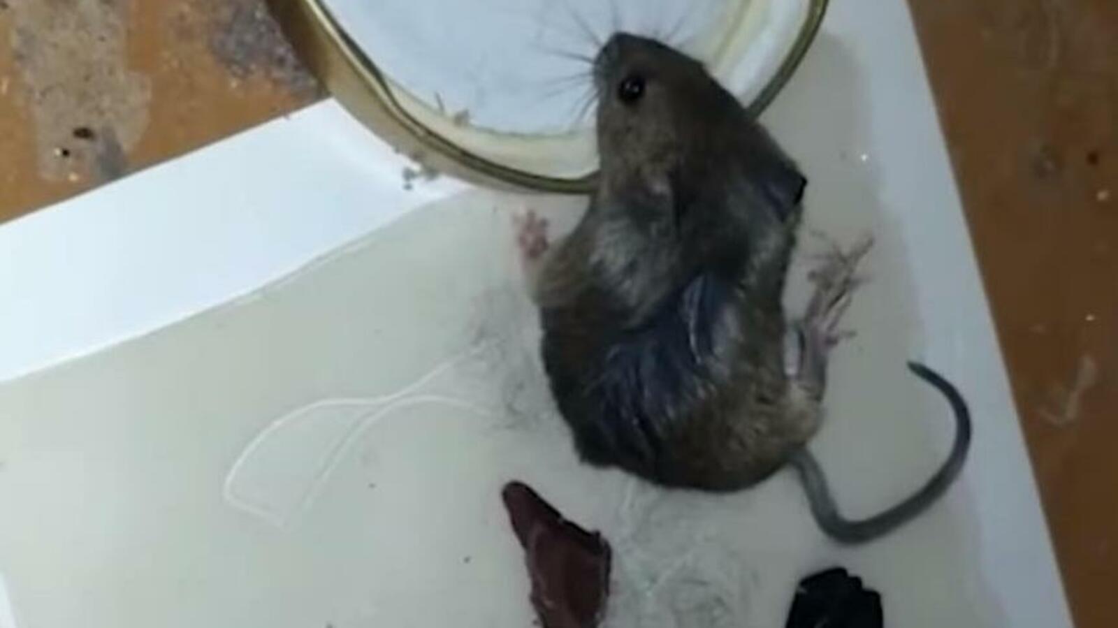 стоп-кадр видео ГТРК «Башкортостан»