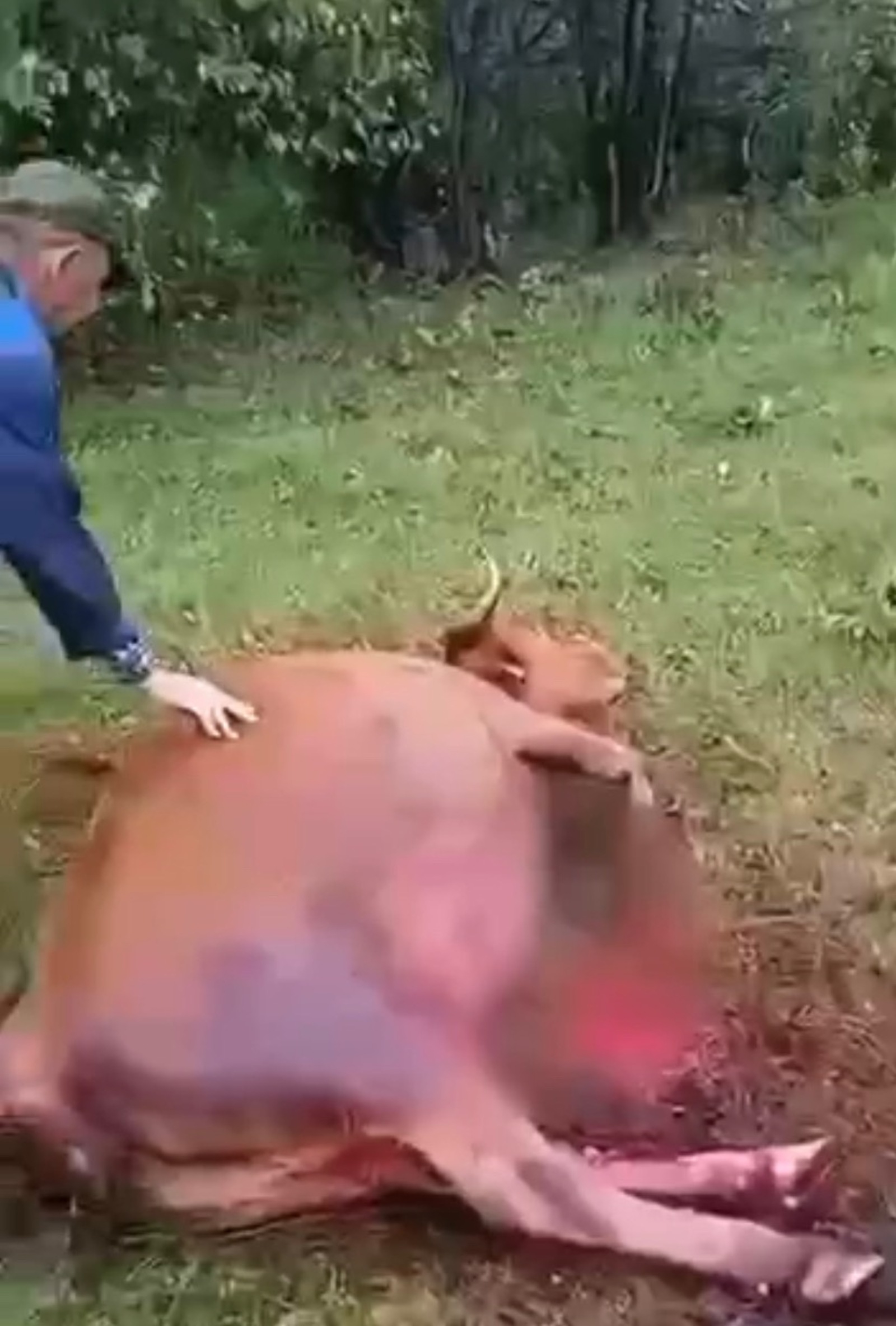 Скриншот видео