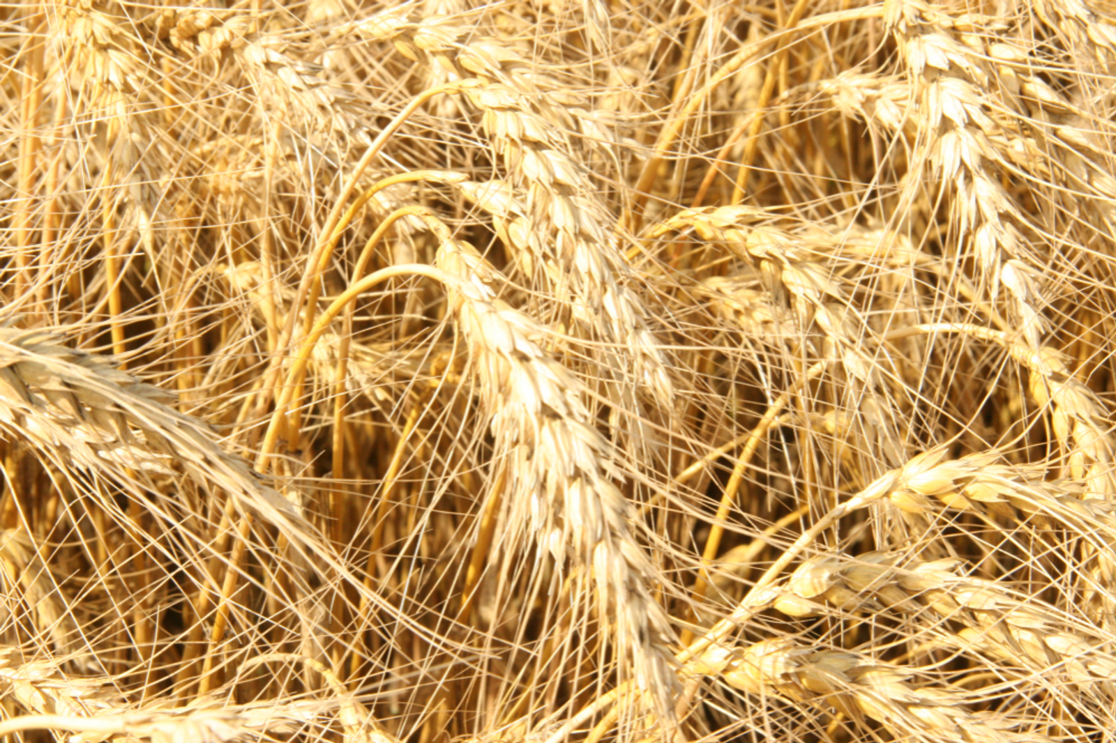 Башҡортостан Ауыл хужалығы министрлығы