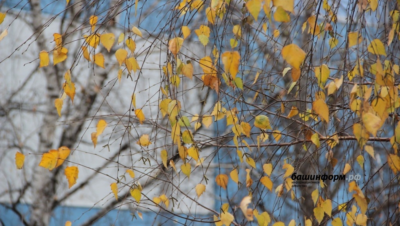 Ксения Калинина  ИА «Башинформ»