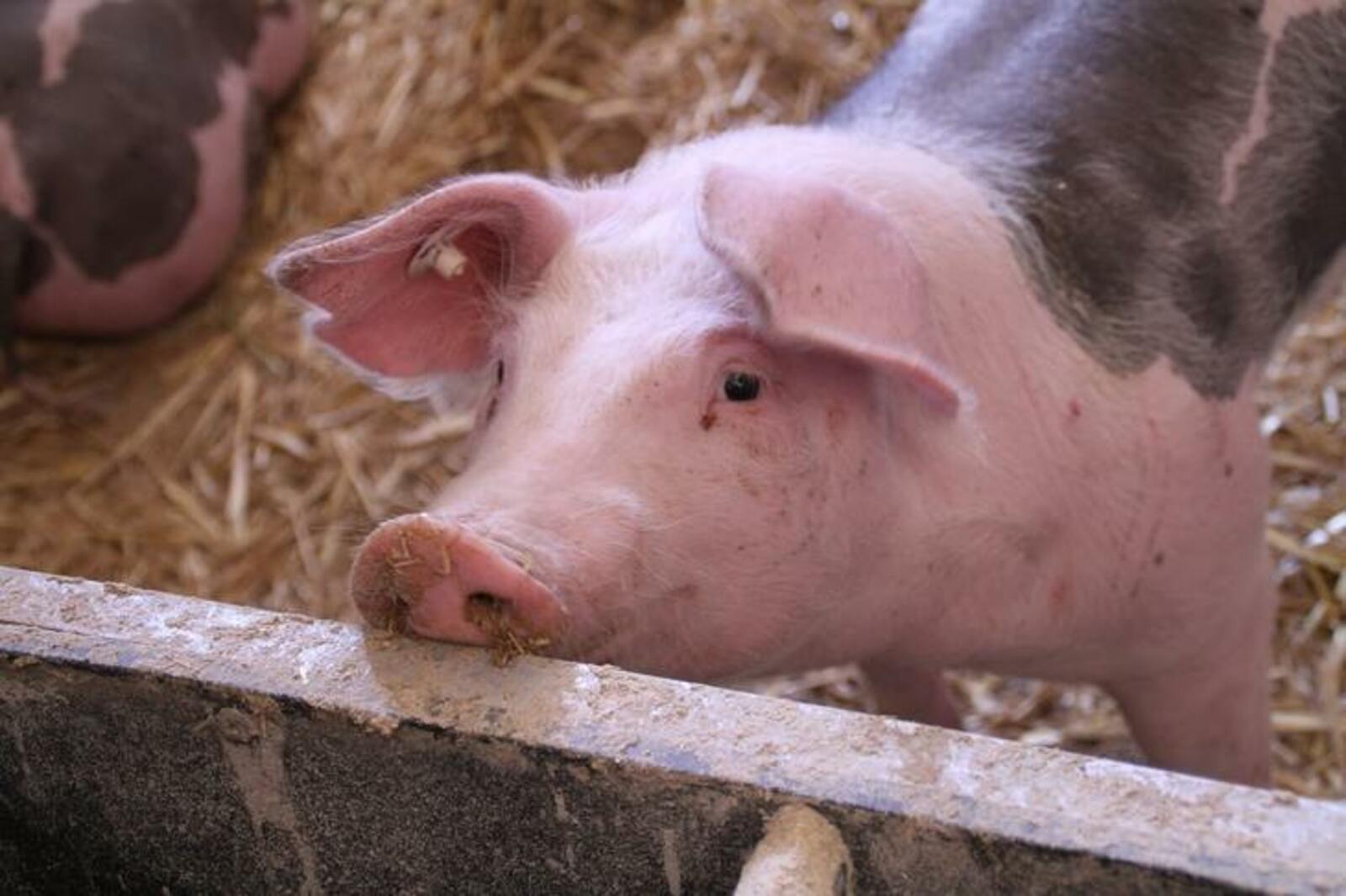 Российские фермеры массово отправляют свиней на убой
