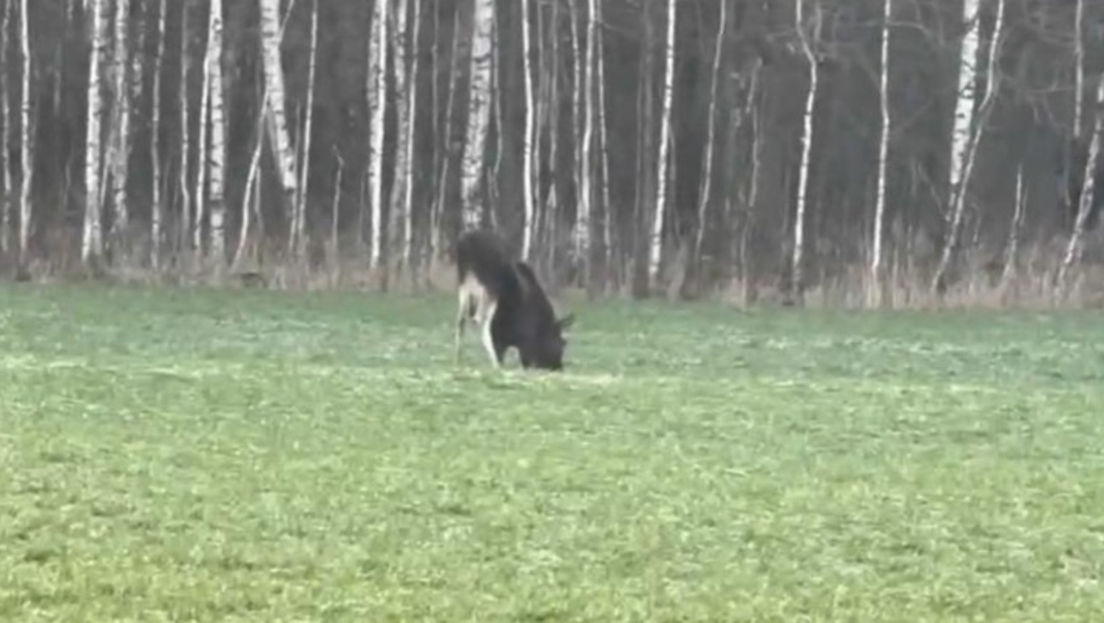 пресс-служба Минэкологии РБ