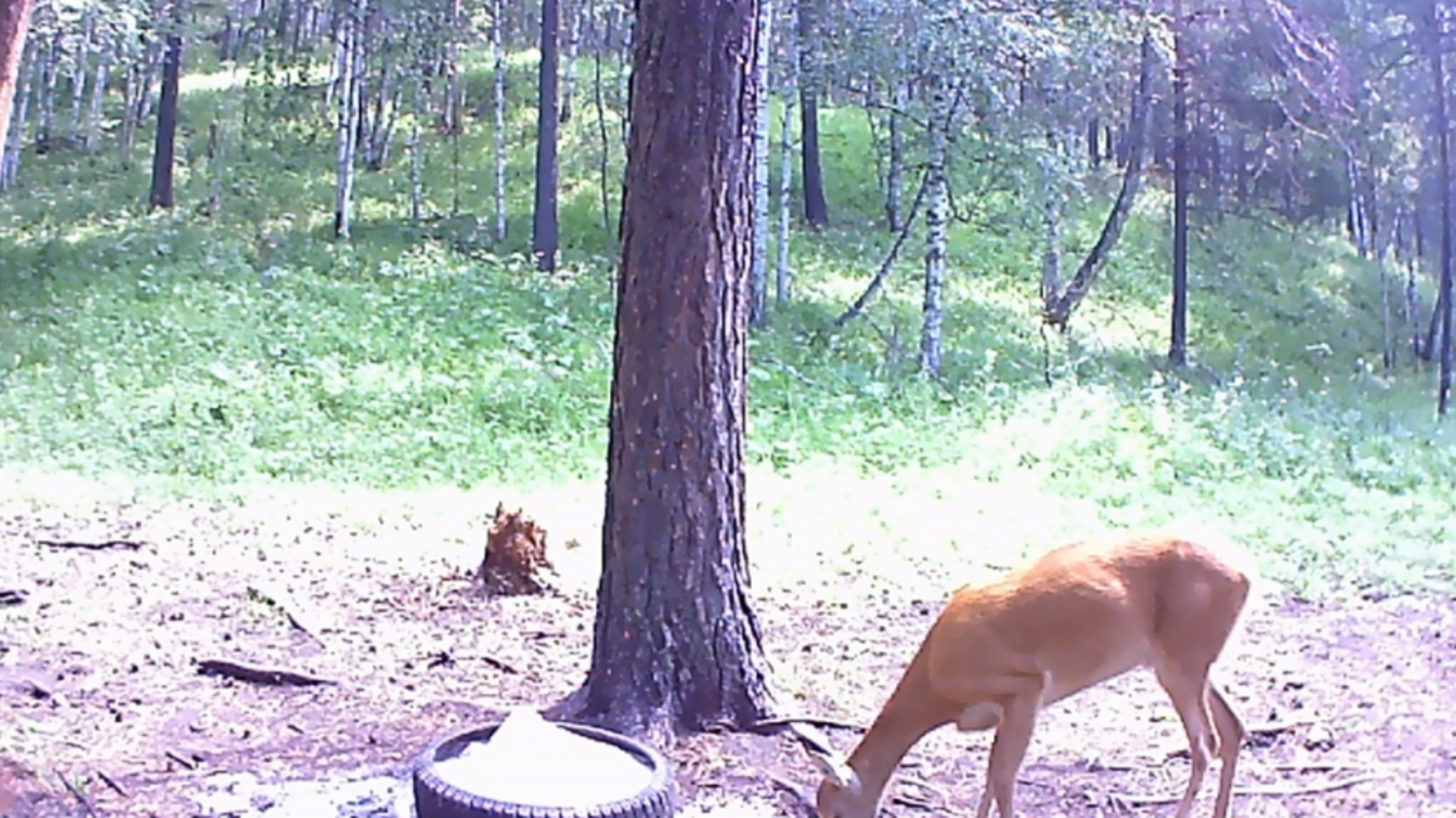 Минэкологии РБ