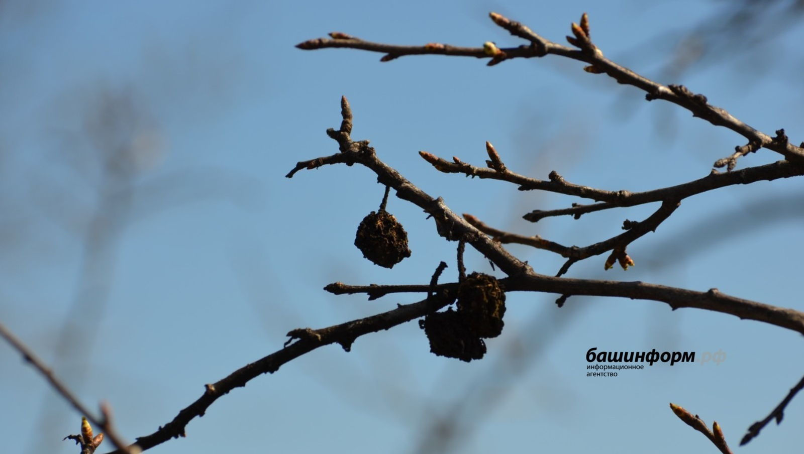 Ксения Калинина