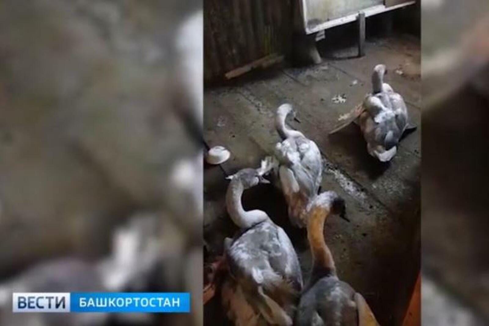 стоп-кадр видео ГТРК «Башкортостан»