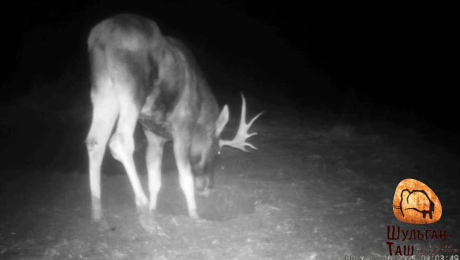 Природный заповедник «Шульган-Таш» телеграм