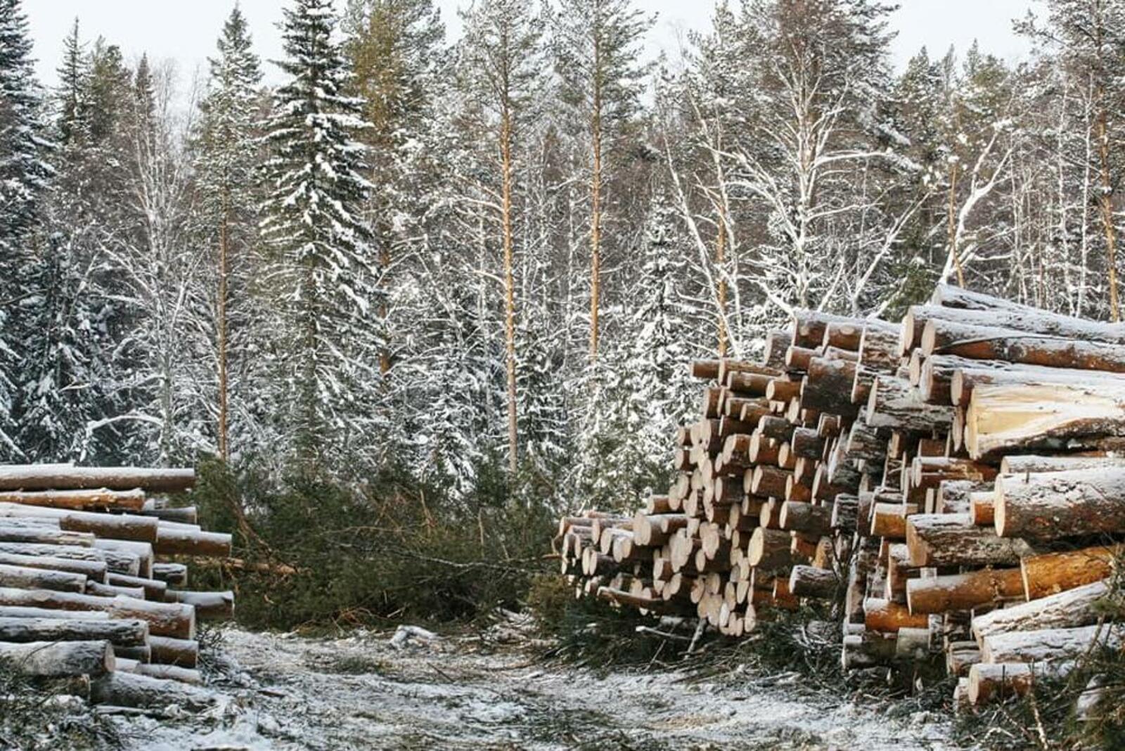 Рина Гринберг /Facebook