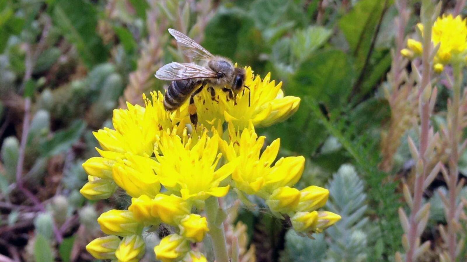 ИА «Башинформ»