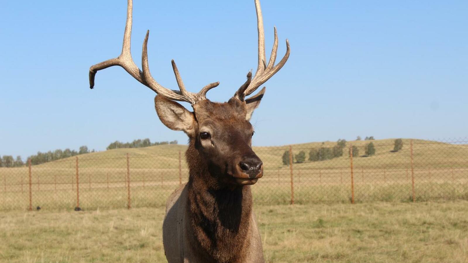 Станислав Шахов