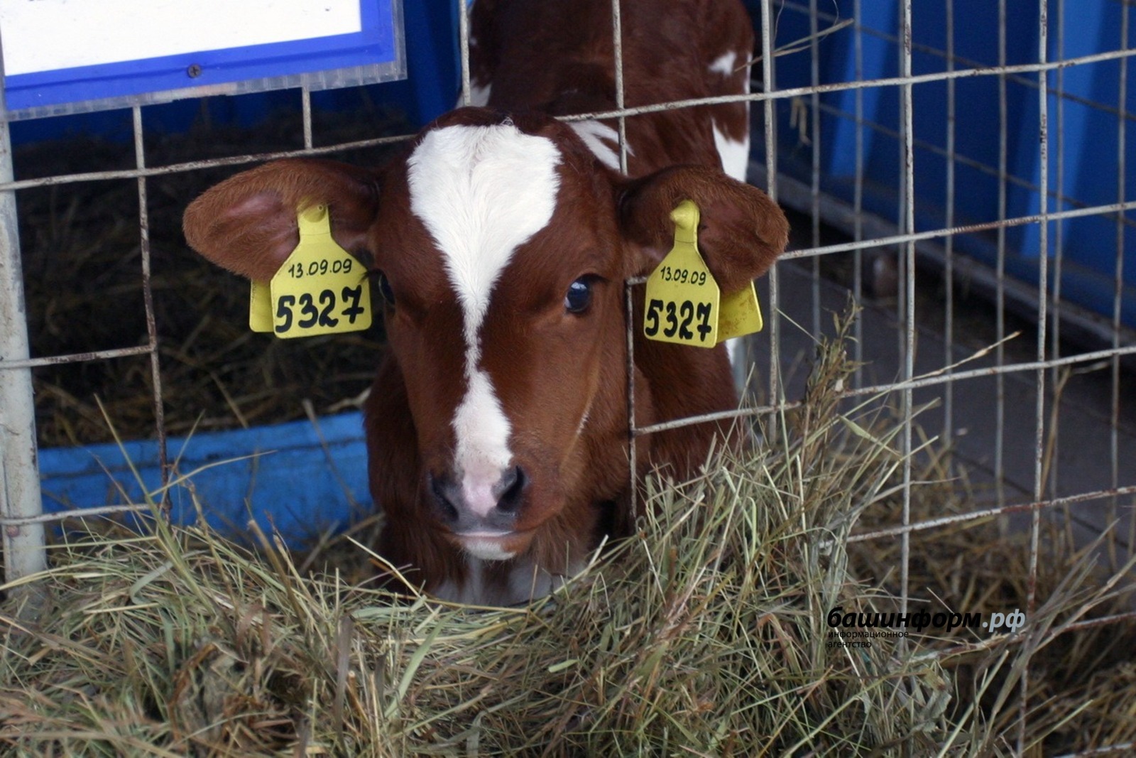 Олег Яровиков архив ИА «Башинформ»