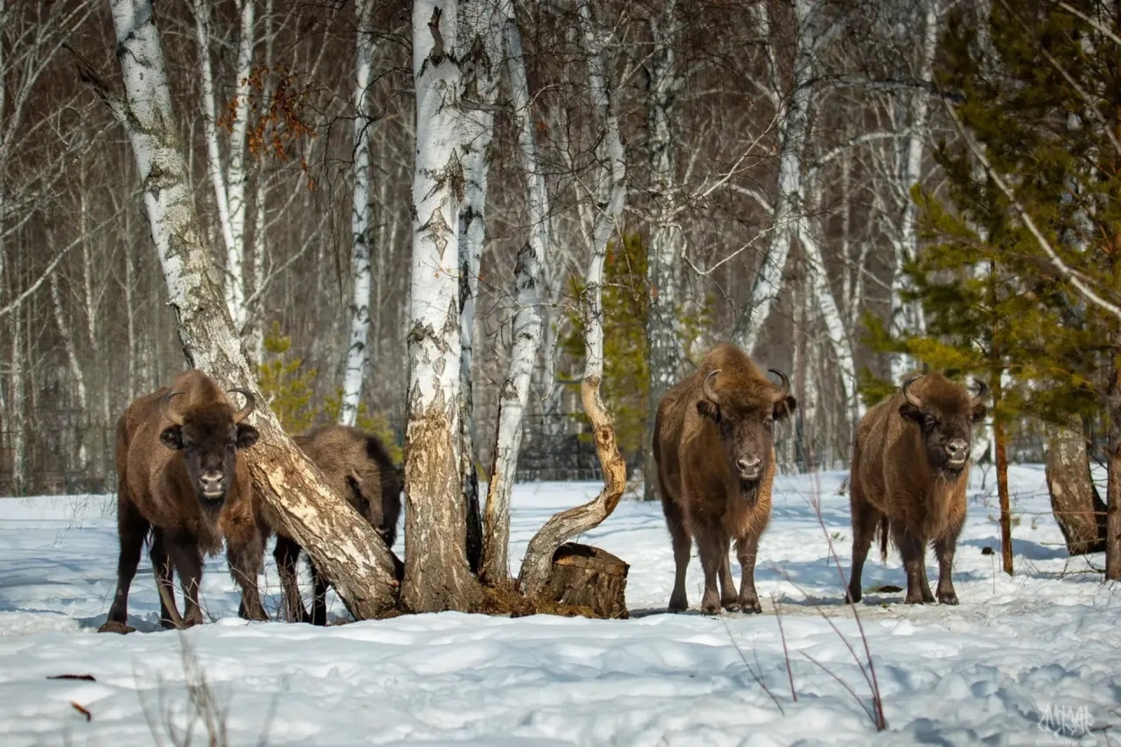 соцсети  соцсети