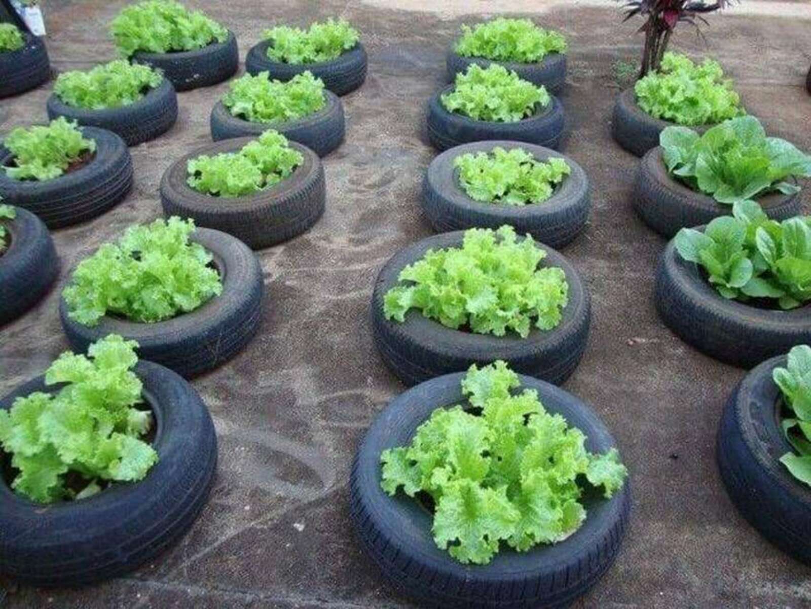 Можно ли сажать овощи в автомобильные шины