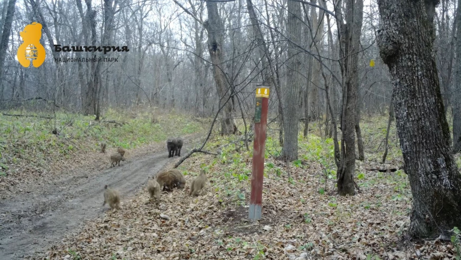 скриншот видео нацпарк «Башкирия»