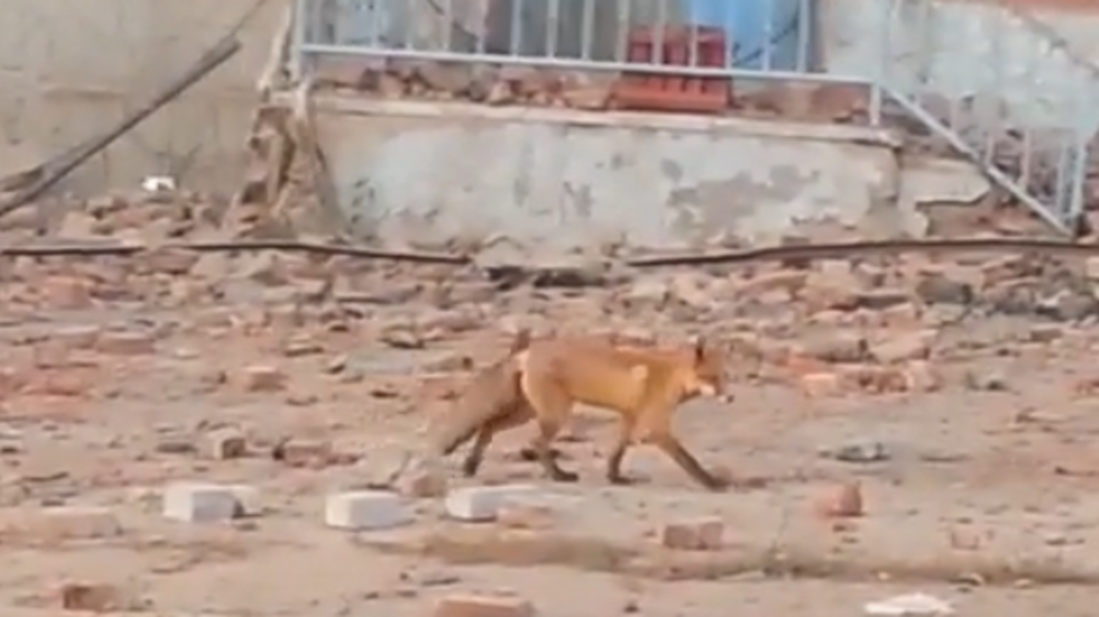 ИА «Башинформ»