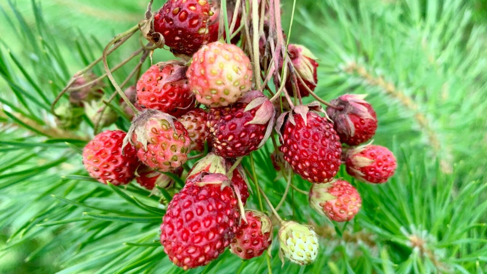 Юлия Бахшиева