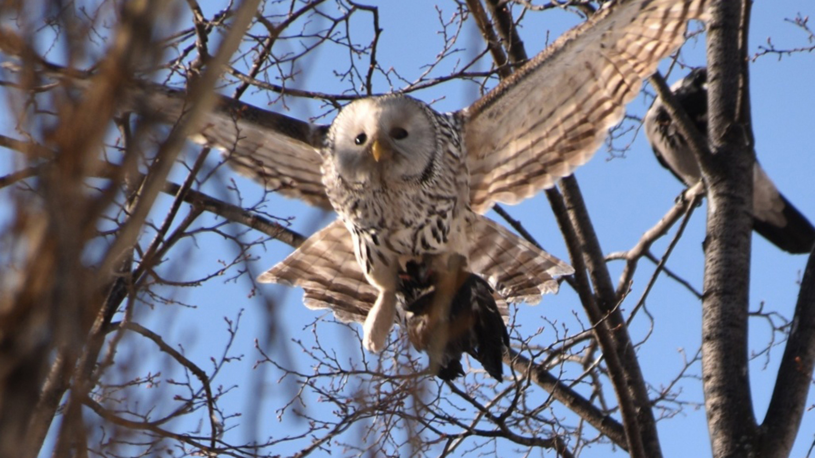Дарья Святохина.
